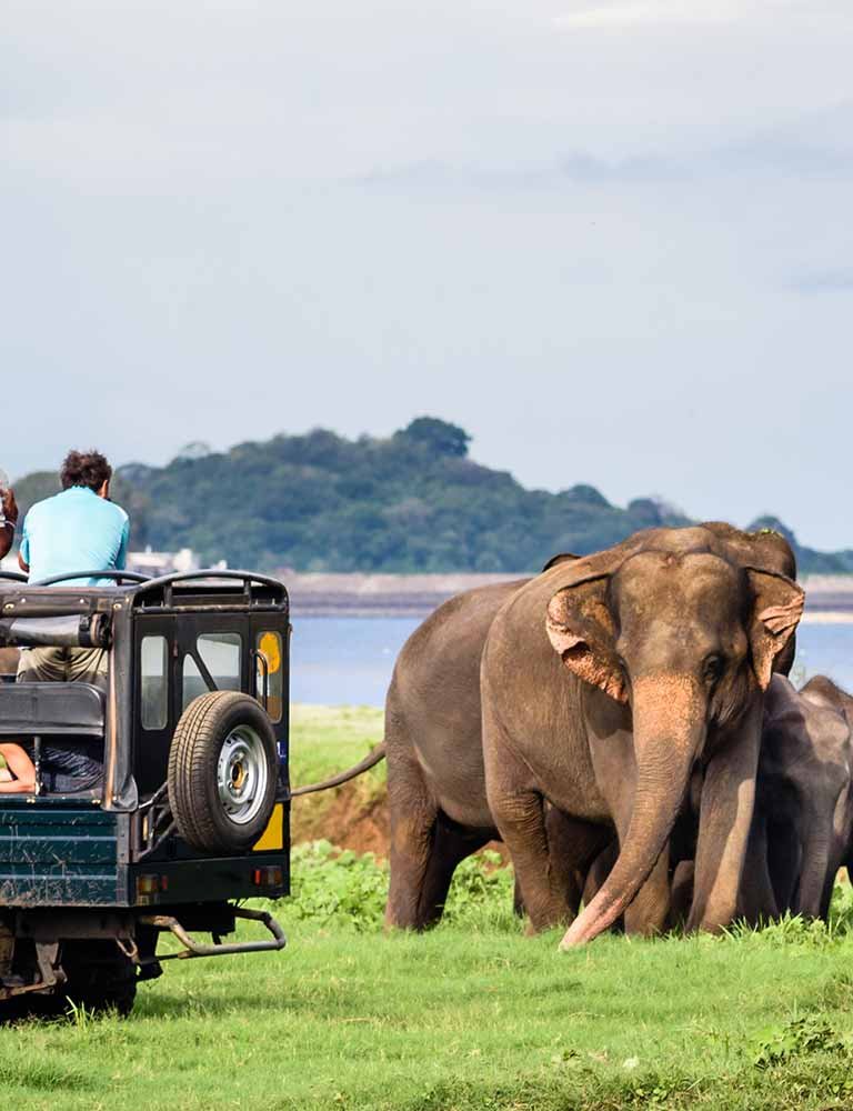 Yala Wildlife Safari Adventure